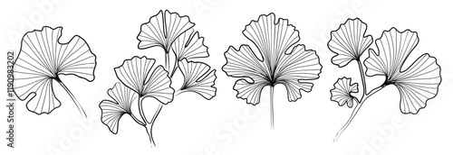 Set of Ginkgo Biloba leave line art drawing. Hand drawn black ink sketch. Modern design for tattoo, wedding invitation, logo, card, packaging. Trendy greenery vector illustration