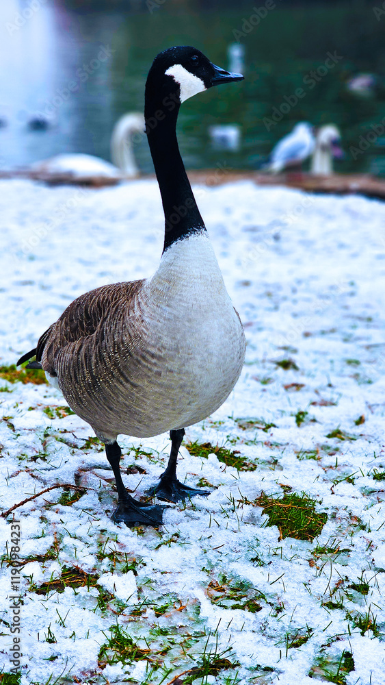 Fototapeta premium Canadian goose, walking through the snown in Bedford Park, UK.