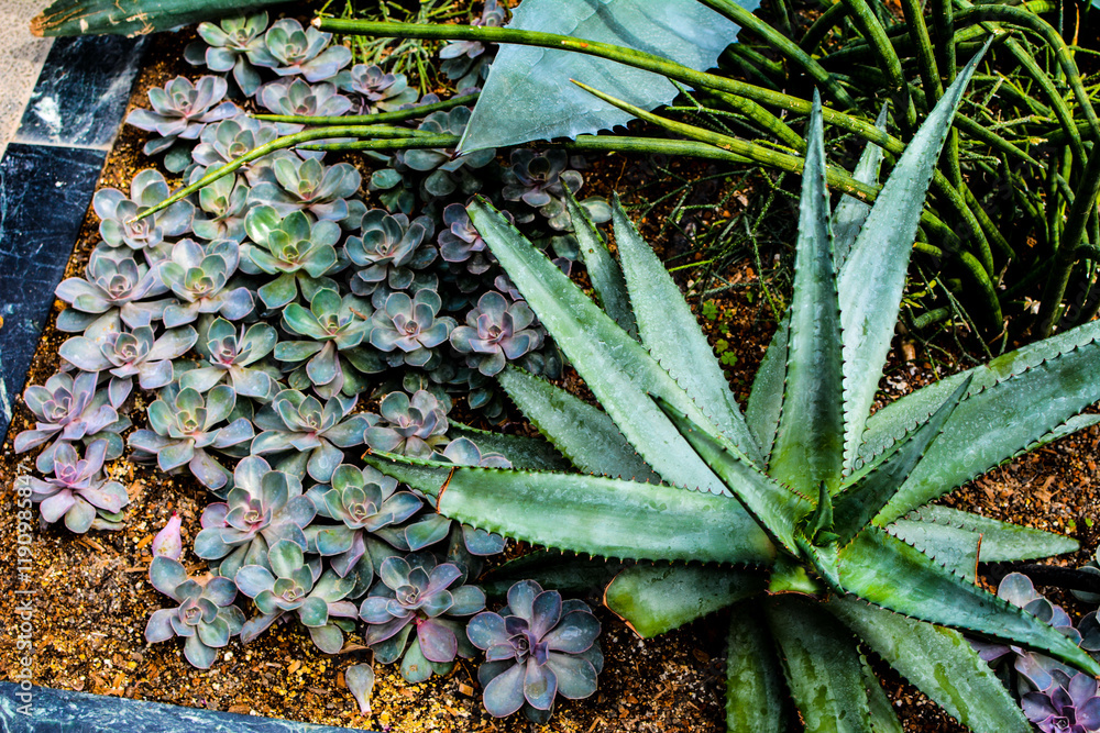 Fototapeta premium Green Plants Succulent plant