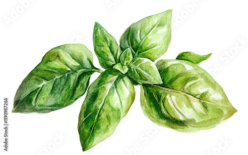 Basil watercolor on transparent or white background,png