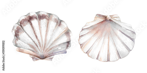 Scallop shells hand drawn watercolor illustration isolated on white background