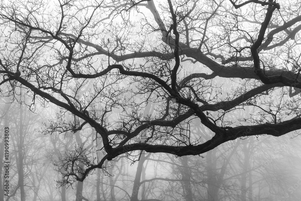 Black and white shot of tree branch in a park on a foggy morning Black and white shot of tree branch in a park on a foggy morning