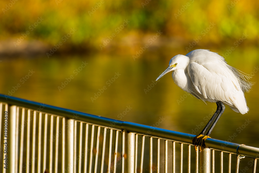 Obraz premium 柵にとまるコサギ
