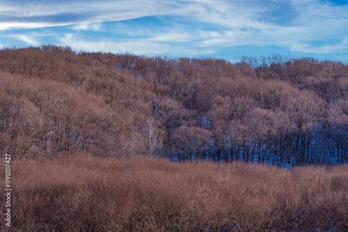 Wallpaper Mural 겨울숲 Torontodigital.ca