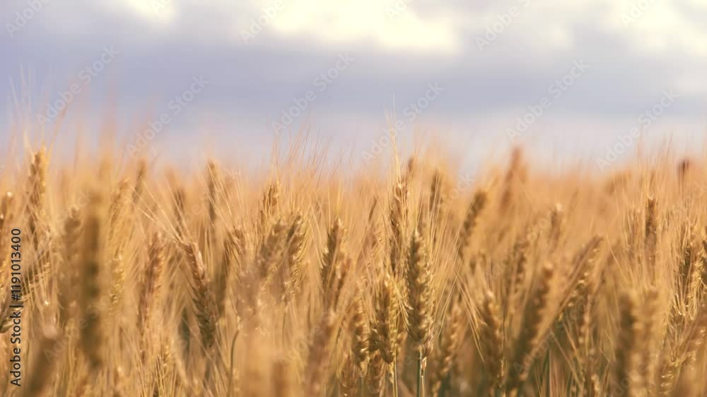 ears wheat field sky summer farm. griculture. farming. young bright ripe ears. golden ears wheat sway wind farm sunny summer day. harvesting wheat. harvesting agribusiness concept wheat business. ears wheat field sky summer farm. griculture. farming. young bright ripe ears. golden ears wheat sway wind farm sunny summer day. harvesting wheat. harvesting agribusiness concept wheat business.