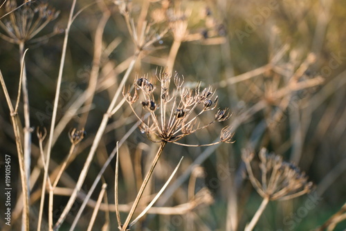 hogweed seeds on plant in the winter