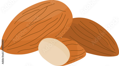 Illustration of Almonds nuts