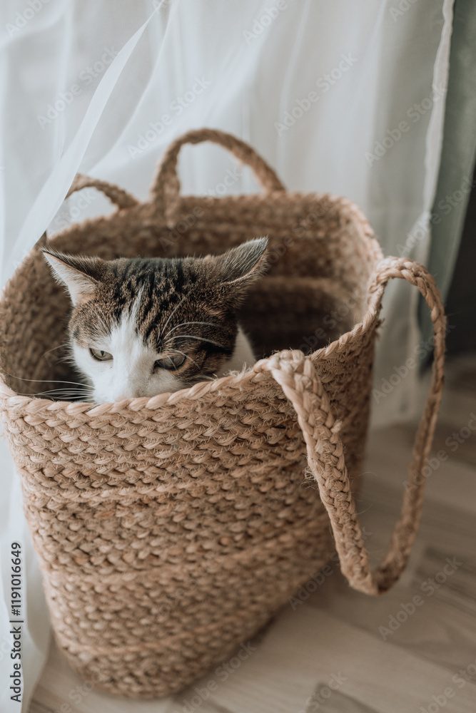 Obraz premium Cute tabby cat sits on the cat tree at home. Selective focus.. High quality photo