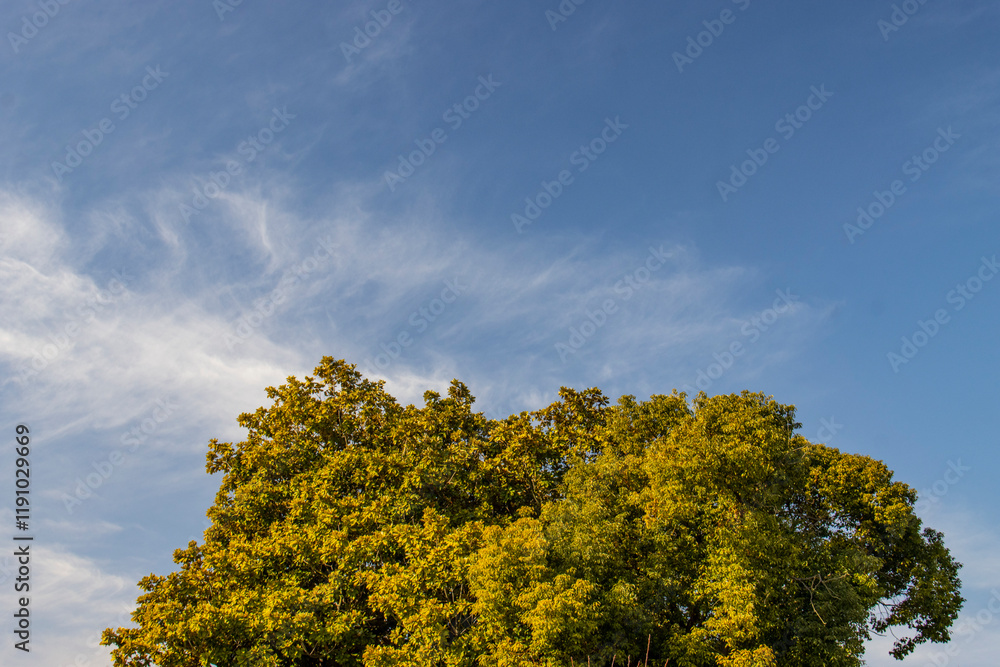 Big tree, blue sky, tourism, travel, vacation, background, nature Big tree, blue sky, tourism, travel, vacation, background, nature