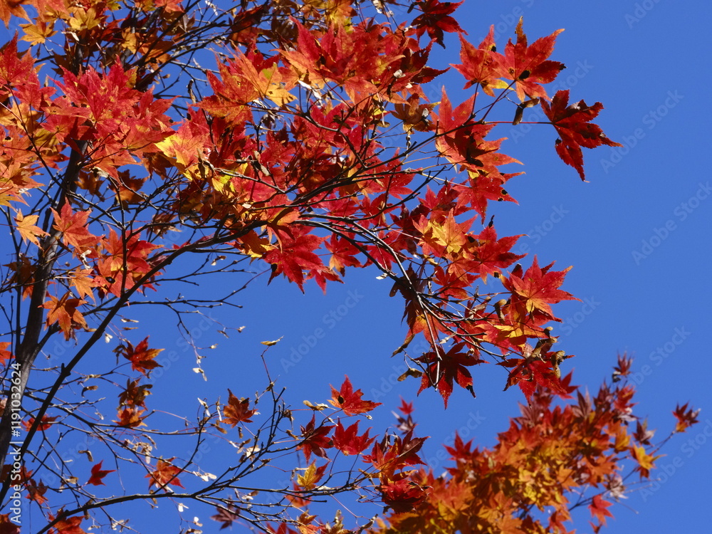 紅葉 紅葉