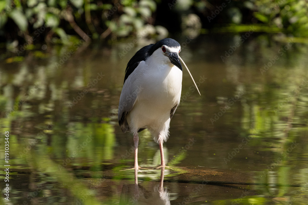 Obraz premium Close up Black-crowned night heron wading on the water (Nycticorax nycticorax) in Taiping Lake Gardens.