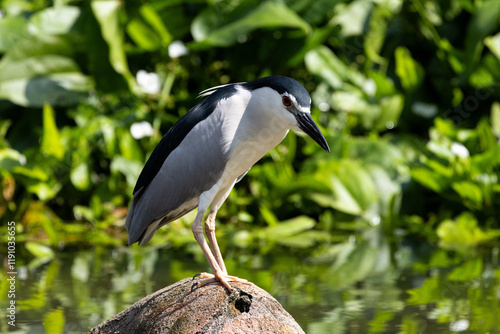 Close up Black-crowned night heron portrait (Nycticorax nycticorax) in Taiping Lake Gardens. photo