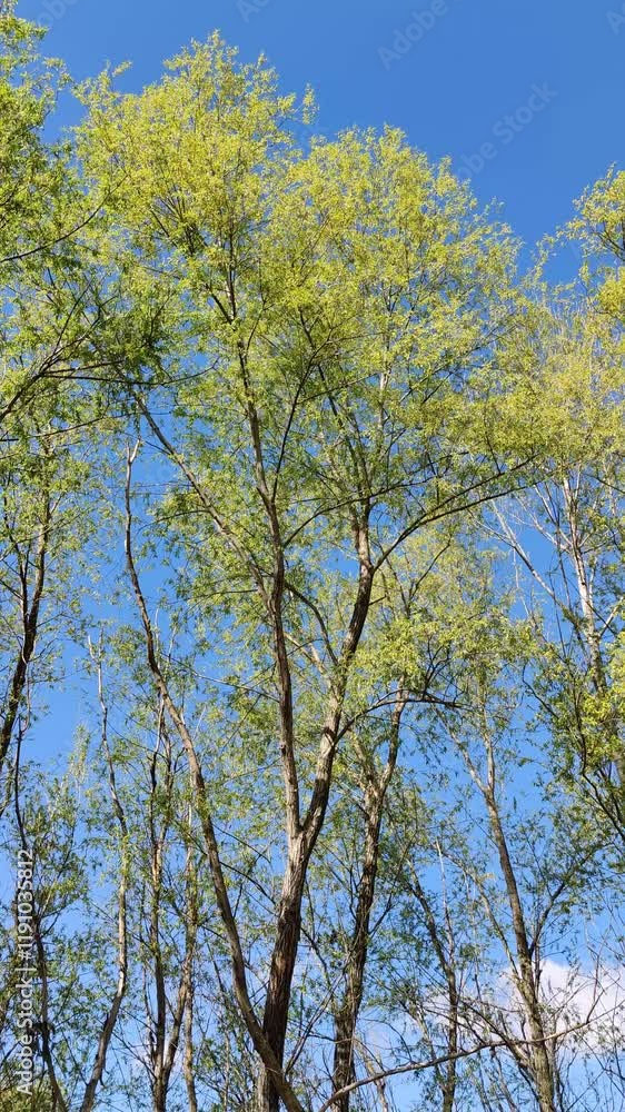 Swaying treetops against blue sky in early spring on clear sunny day. Slow motion. Swaying treetops against blue sky in early spring on clear sunny day. Slow motion.