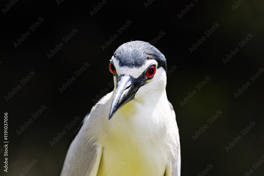 Obraz premium Close up Black-crowned night heron portrait (Nycticorax nycticorax) in Taiping Lake Gardens.