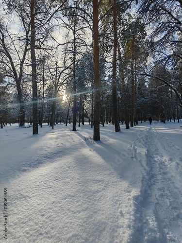 beautiful winter forest in the morning sunshine