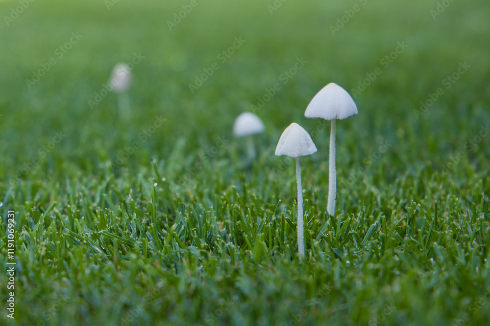 Mushrooms growing in the grass. Selective focus with shallow depth of field. Mushrooms growing in the grass. Selective focus with shallow depth of field.