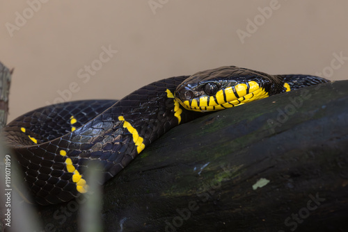 Close up Mangrove Snake Portrait.Boiga dendrophila, commonly called the mangrove snake or the gold-ringed cat snake, is a species of rear-fanged venomous snake in the family Colubridae.   photo