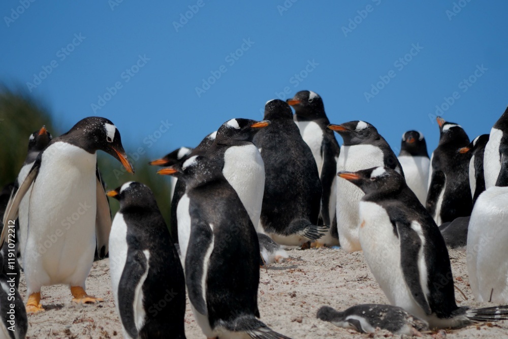 Fototapeta premium Gentoo penguin colony at Yorke Bay 4 miles north east from capital city Stanley at Falkland Island