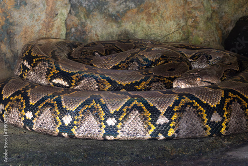 Large Reticulated Python Snake coiled up.  photo