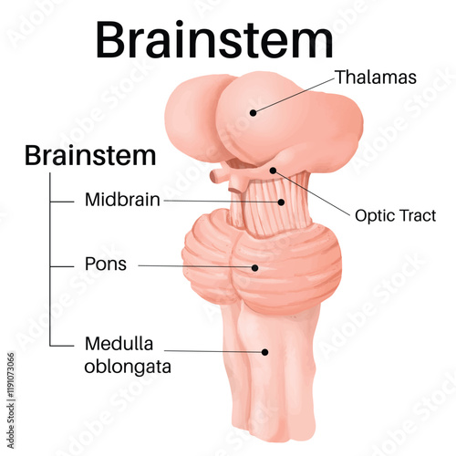 The brainstem is the posterior part of the brain.