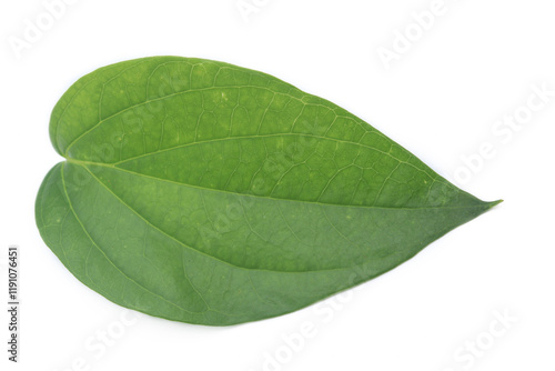 Betel leaf green or Piper betle isolated on white background. Medicinal plant