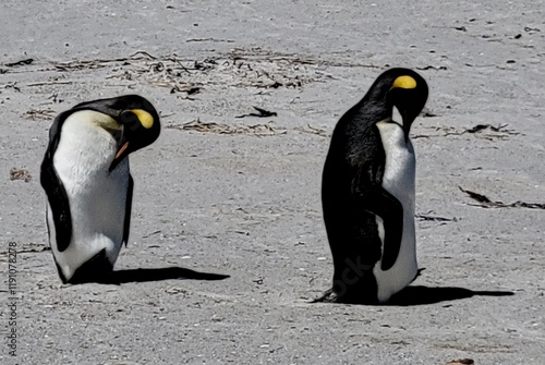 Gentoo penguin colony at Yorke Bay 4 miles north east from capital city Stanley at Falkland Island photo