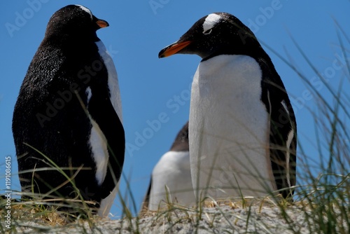 Gentoo penguin colony at Yorke Bay 4 miles north east from capital city Stanley at Falkland Island photo