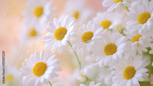 daisies in a field