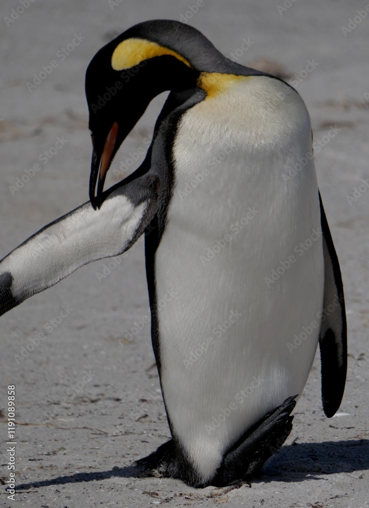 Obraz premium Gentoo penguin colony at Yorke Bay 4 miles north east from capital city Stanley at Falkland Island