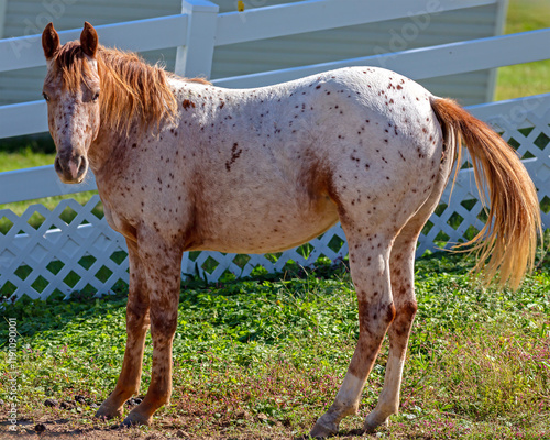 Obraz na plátne Appaloosa horse with a distinctive leopard complex coat pattern, standing in a g