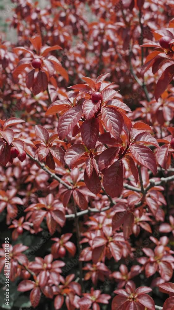 Vibrant red foliage showcases autumn beauty in a serene garden landscape Vibrant red foliage showcases autumn beauty in a serene garden landscape