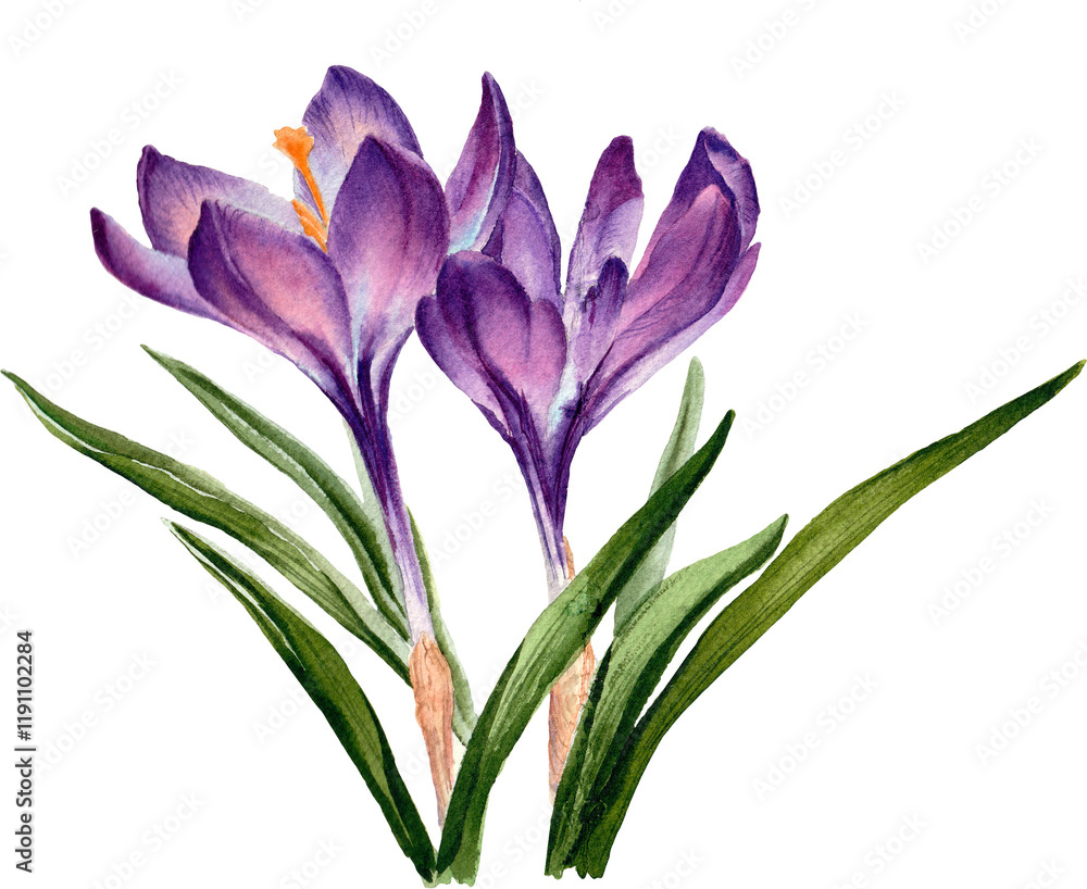 Fototapeta premium Beautiful Flower Clipart Vector Illustration - Floral Design for Graphics