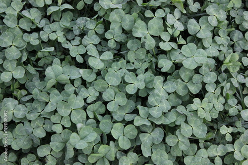A dense patch of lush green clover, ideal for homestead raising, sustainable farming, and forage. Perfect as ground cover, it enriches soil, supports livestock, and adds natural beauty to landscape.