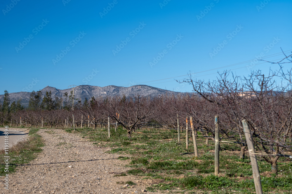 Obraz premium vineyard in autumn