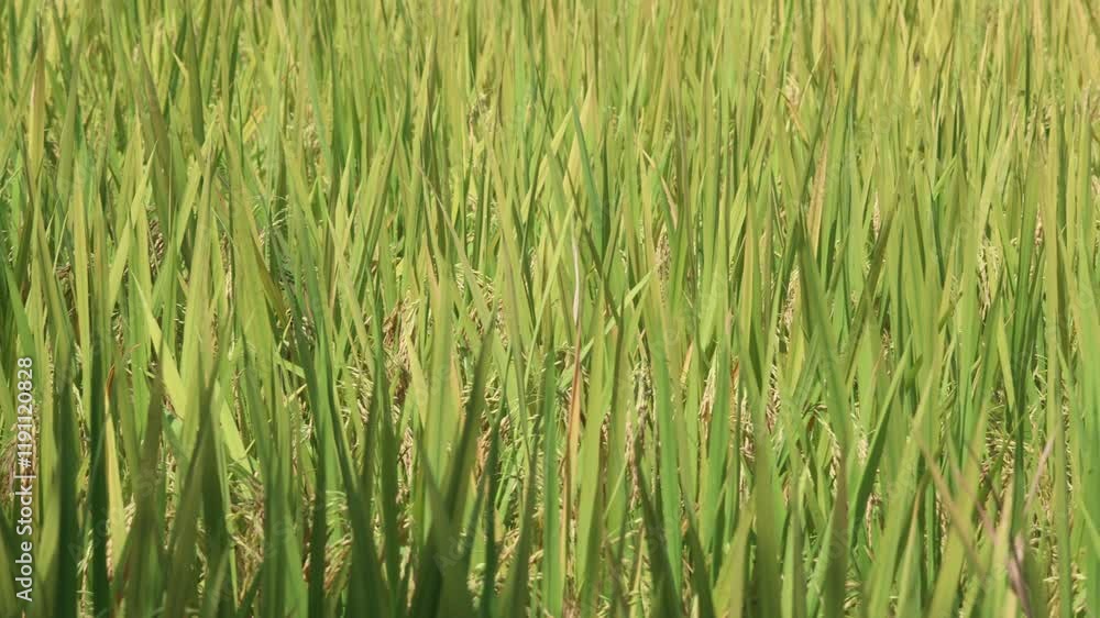 Rice ears planting in a lush field showcasing agriculture techniques in vibrant green surroundings Rice ears planting in a lush field showcasing agriculture techniques in vibrant green surroundings