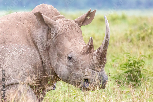 Rhino with Ear Markings photo