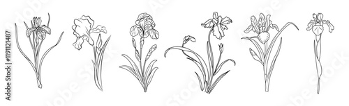 Set of Iris February birth month flower  vector illustrations. Modern minimalist hand drawn design for logo, tattoo, packaging, card, wall art, poster. Isolated on white background.