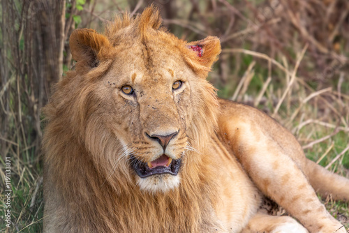Male Lion with Ear Wound