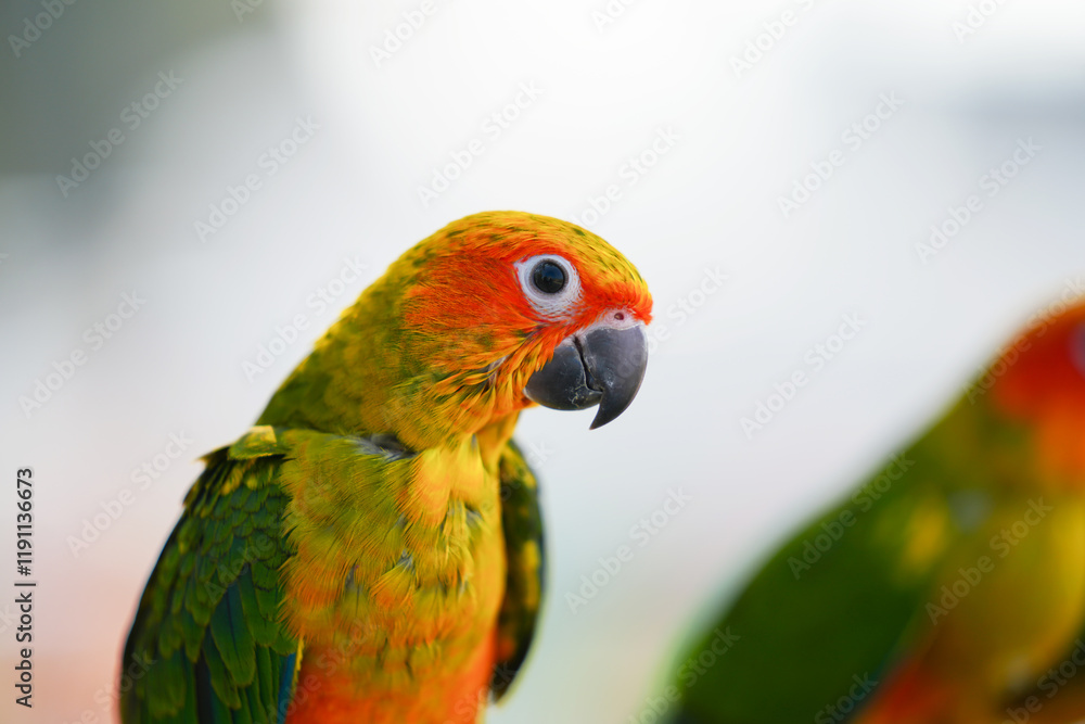 Sun Conure parrots Free-flying training bird standing on a perch Sun Conure parrots Free-flying training bird standing on a perch