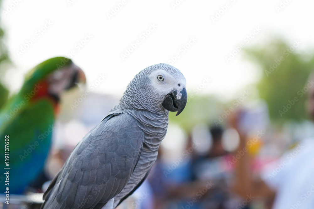 Obraz premium African Grey Parrot, Grey parrot Free-flying training bird standing on a perch.
