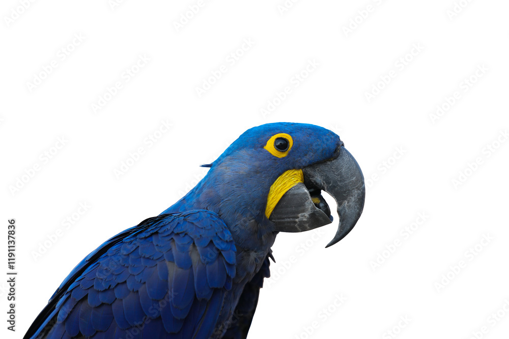 Fototapeta premium Hyacinth macaw Free-flying training bird.Isolated on white background. This has clipping path.