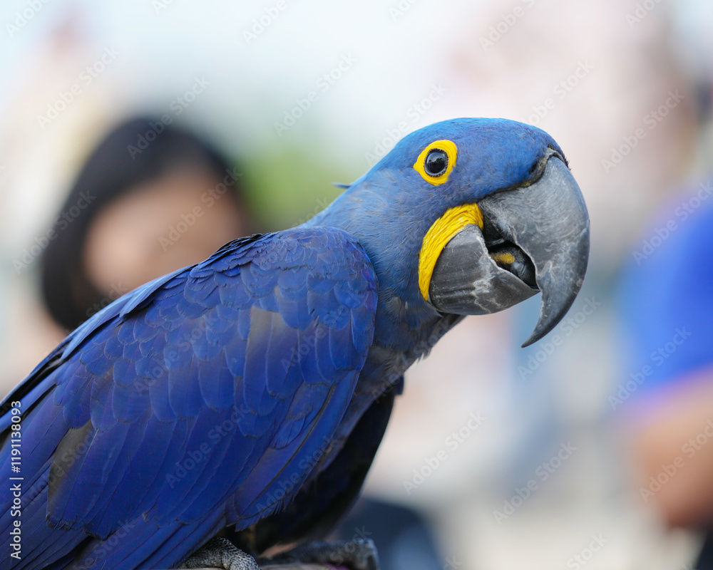 Obraz premium Hyacinth macaw Free-flying training bird standing on a perch.