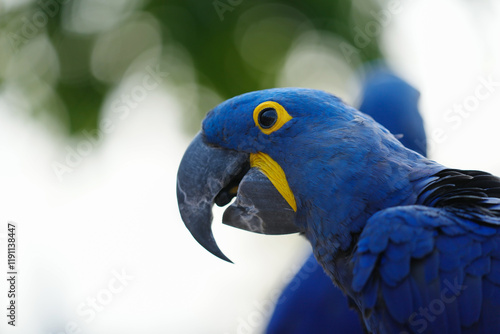 Hyacinth macaw Free-flying training bird standing on a perch. photo