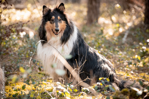 Collies im Wald photo