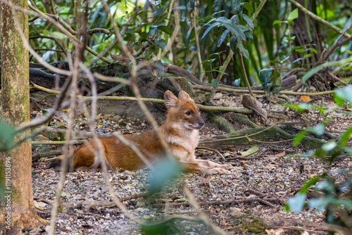 Asian Dhole Wild Dog resting in a shade in the forest. Cuon alpinus is a canid native to South, East and Southeast Asia. photo