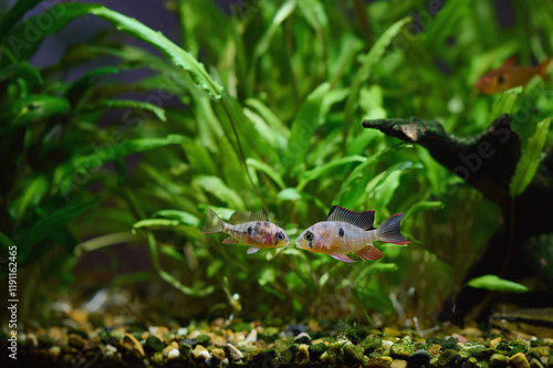 A pair of Bolivian rams, also known as Mikrogeophagus altispinosus, facing each other in a fish tank. photo