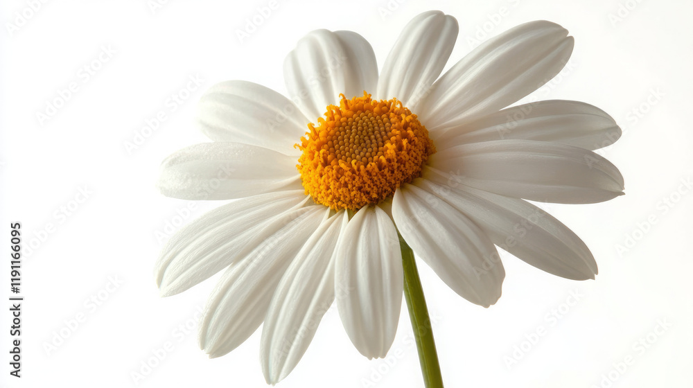 Fototapeta premium stunning close-up photography showcasing a single white daisy flower with a bright yellow center, perfect for nature and botanical enthusiasts seeking high-resolution floral imagery