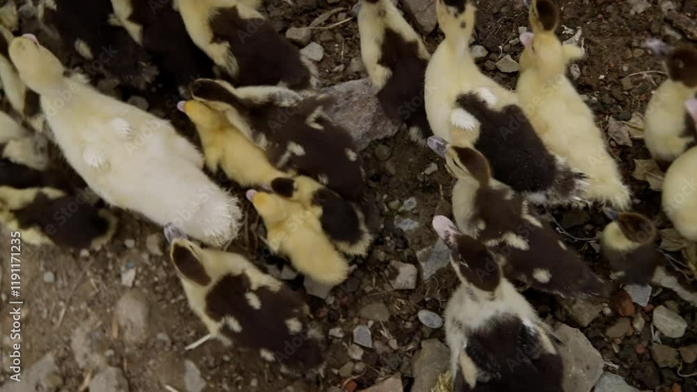 Yellow and black ducklings waddling together, synchronized walking across farmyard ground, displaying natural group movement during bright sunlight Yellow and black ducklings waddling together, synchronized walking across farmyard ground, displaying natural group movement during bright sunlight
