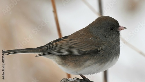 Dark-eyed junco in winter. photo