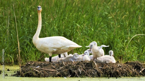 Photos Trumpeter swan with cygnets in the nest.